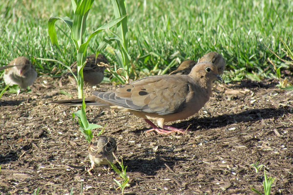 mourning dove and a few house sparrows