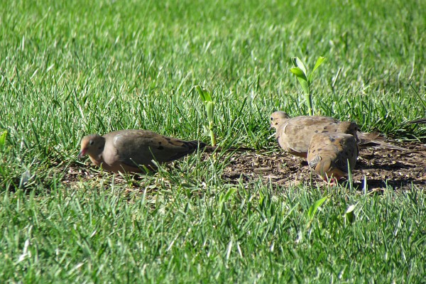 three mourning doves