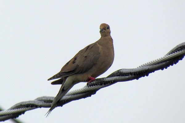 mourning dove on an electrical wire