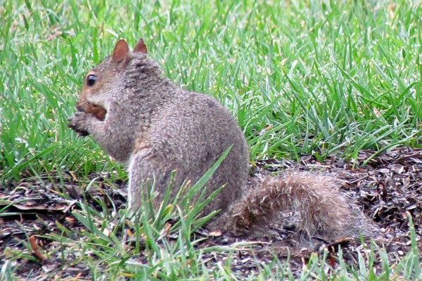 gray squirrel eating seeds