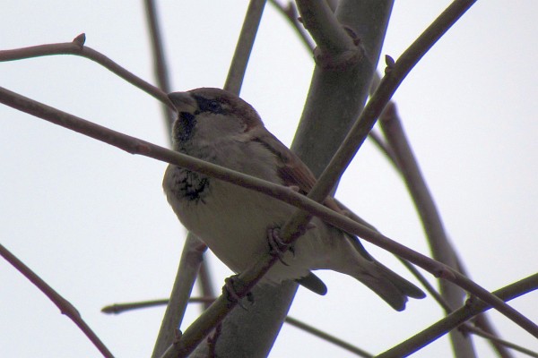 house sparrow #2
