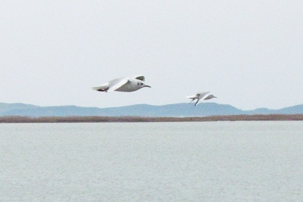 two seagulls #4