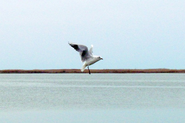 seagull #5