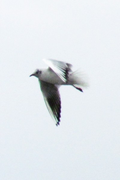 seagull #13