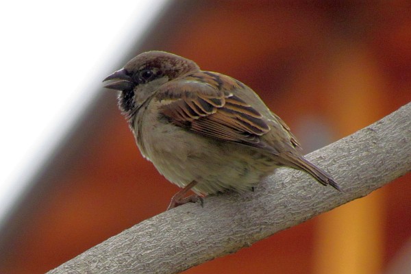house sparrow #3