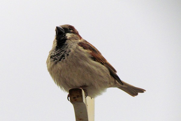 house sparrow #4