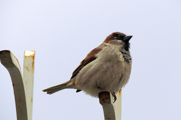 house sparrow #5