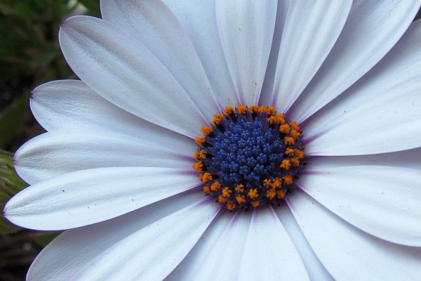 close up of White Osteospermum flower