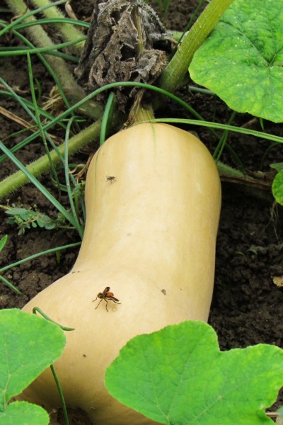 Butternut Squash and an insect