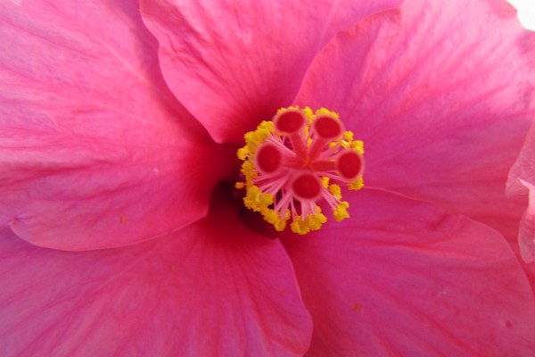 close up oof a hibiscus bloom #1