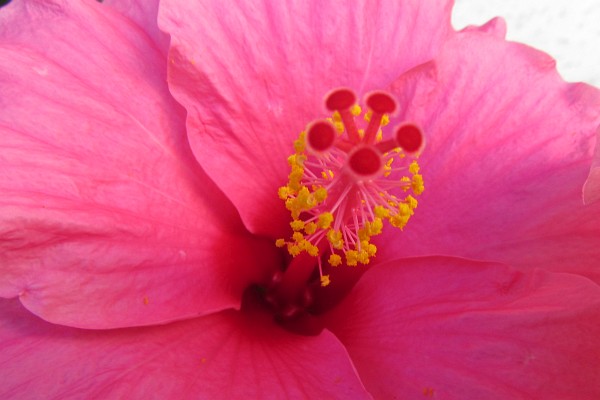 close-up of a hibiscus bloom #2
