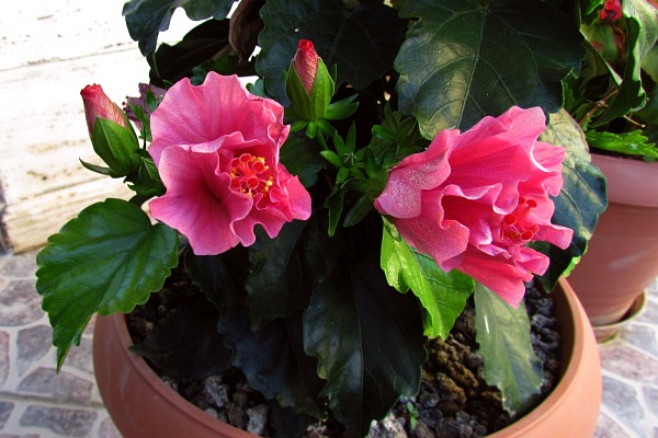 hibiscus as a potted plant