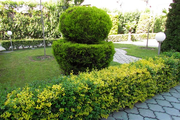 sculptured bushes at Ambassador Hotel, Lezhe