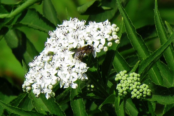 cluster of small white flowers
