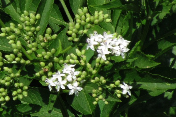 small white flowers with clusters of green buds