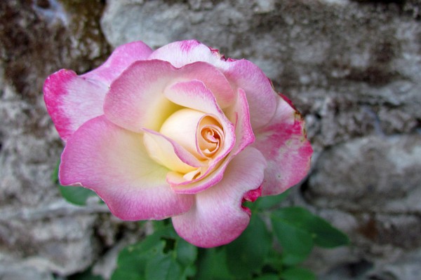 a rose at Klementina's sister's home