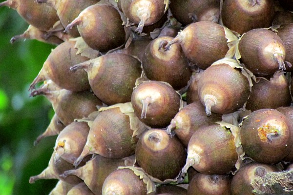 Cohune Palm nuts