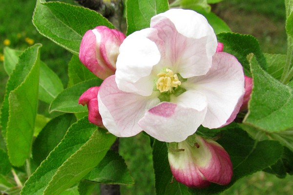 Apple bloosom
