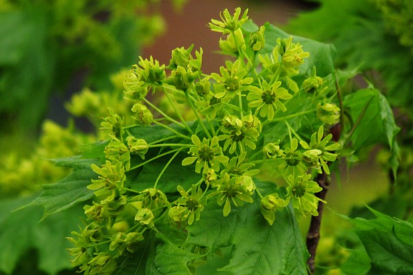 Norway Maple blossoms