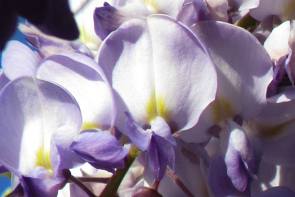 close up of wisteria