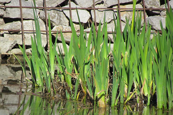 spring bulbs rise above the water shallows