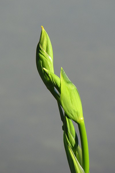 iris stalk ready to lett its blooms break out