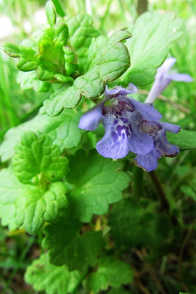 Creeping Charlie or Ground Ivy flowers