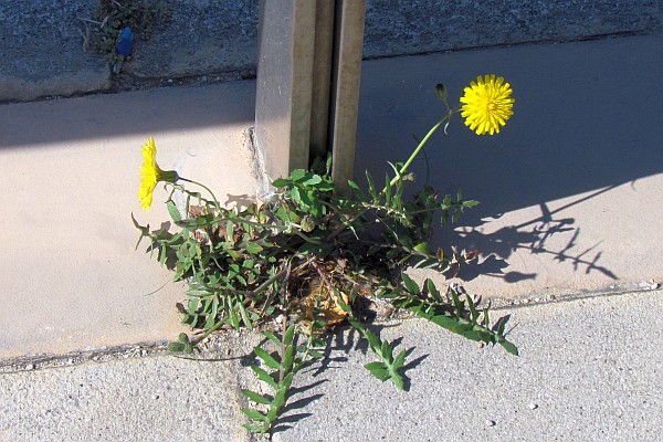 tough dandelion blooms through crack in sidewalk