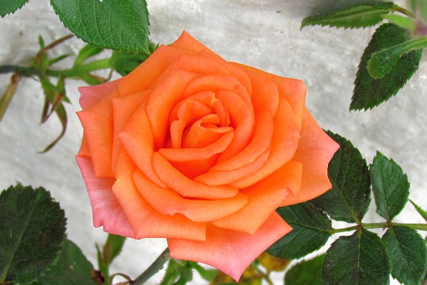 a minature varigated orange rose