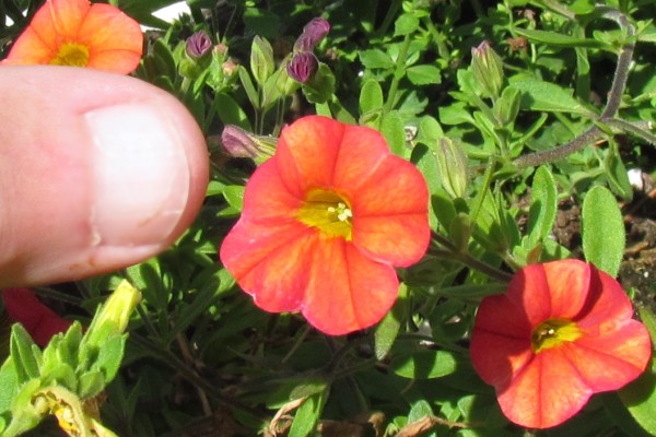 thumb next to red Million Bells flower