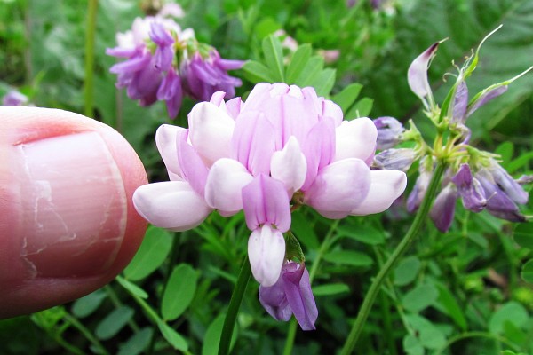 Crownvetch flower with my thumb for size comparison