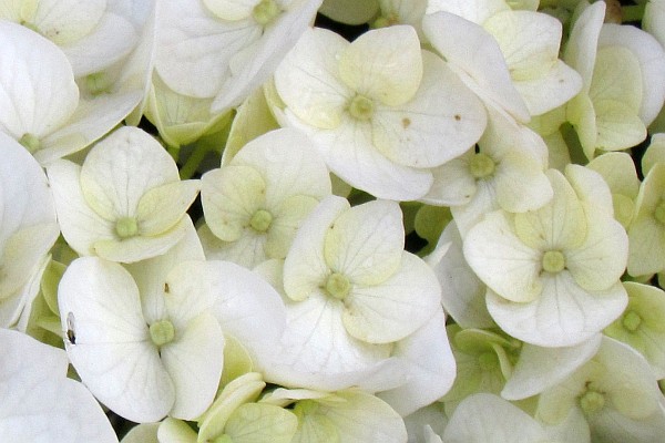 close-up  of hydrangea blooms