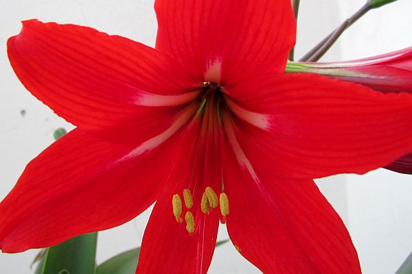 a red amaryllis bloom
