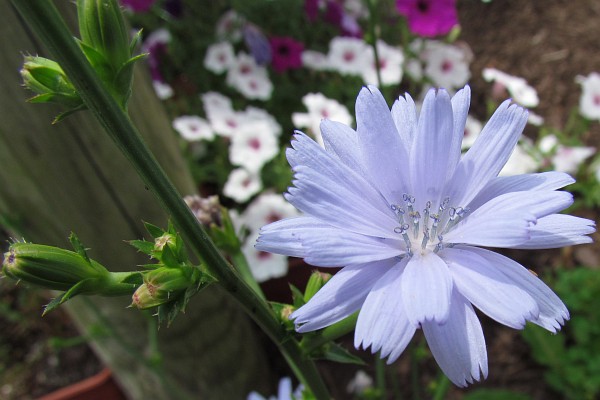 Chicory in our front yard