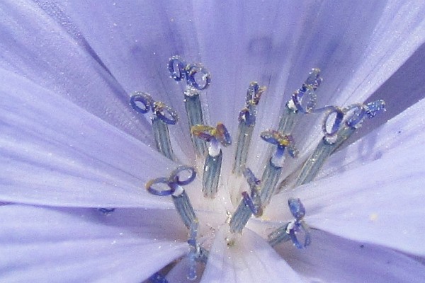 close up of Chicory flower