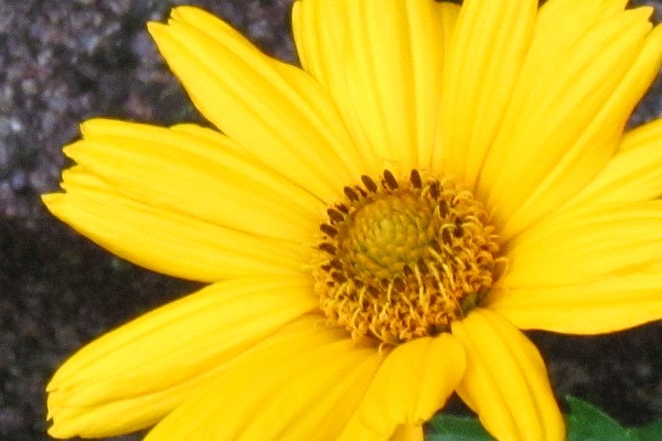 close up of a yellow daisy