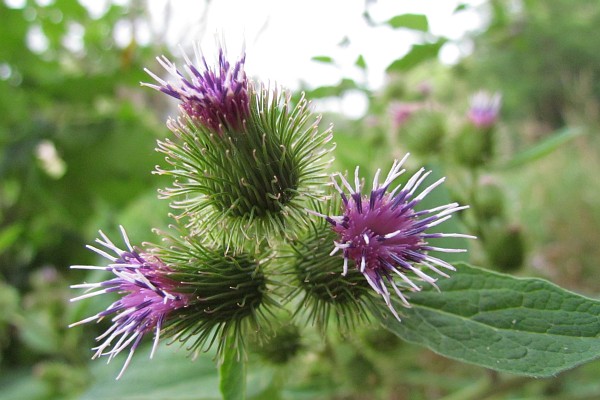 Common Burdock flowers