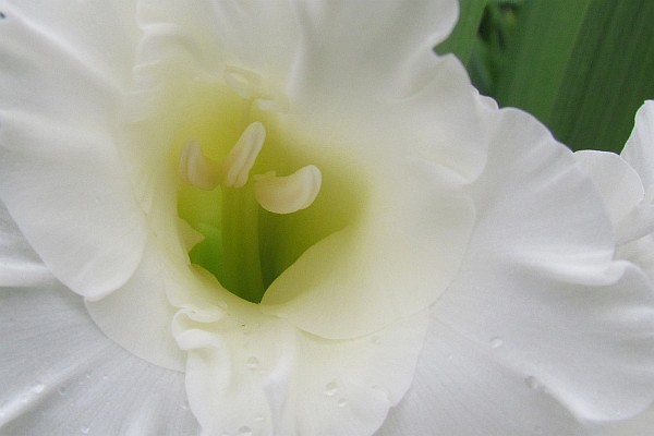 close-up of a young Gladiolus flower