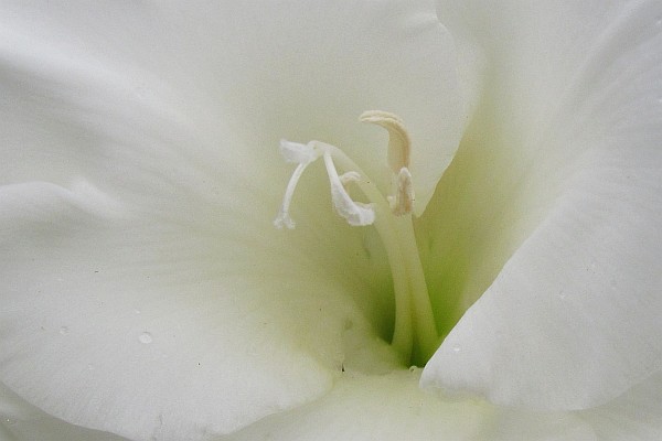 close-up of a mature Gladiolus bloom