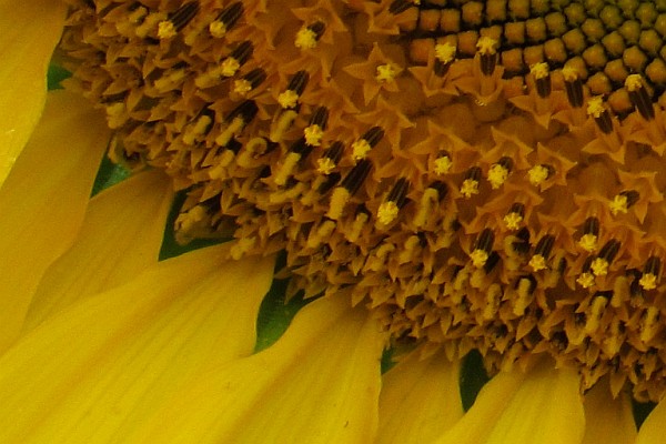even closer view of a Sunflower head