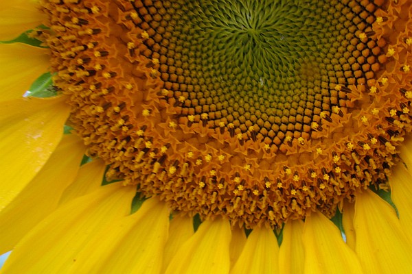 close-up of a Sunflower head