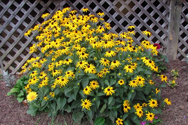 clumpo of Black-eyed Susan flowers