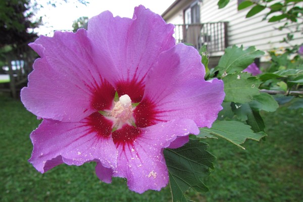 "Rose of Sharon" Hibiscus flower