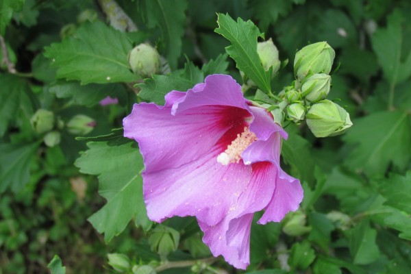 Rose of Sharon flower with buds
