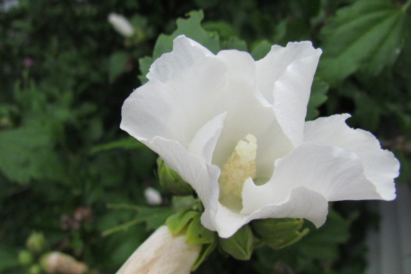 a white Hibiscus flower
