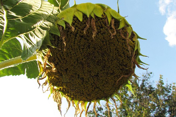 drooping head of a Sunflower