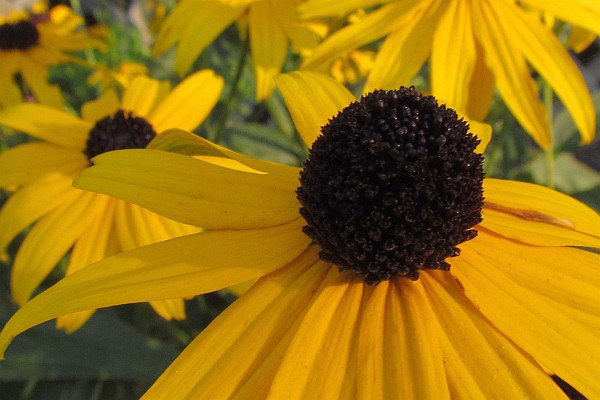 close-up of a Black-eyed Susan flower