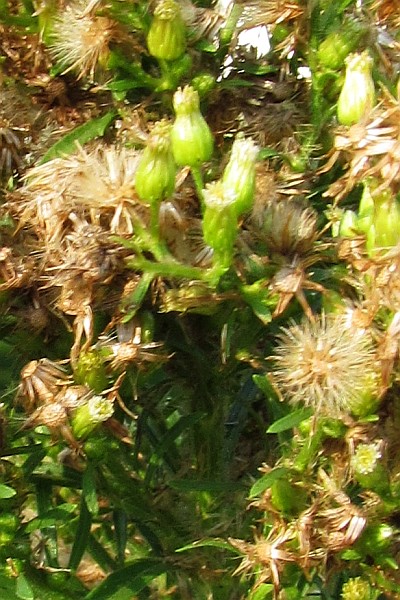 close up of Horseweed flowers