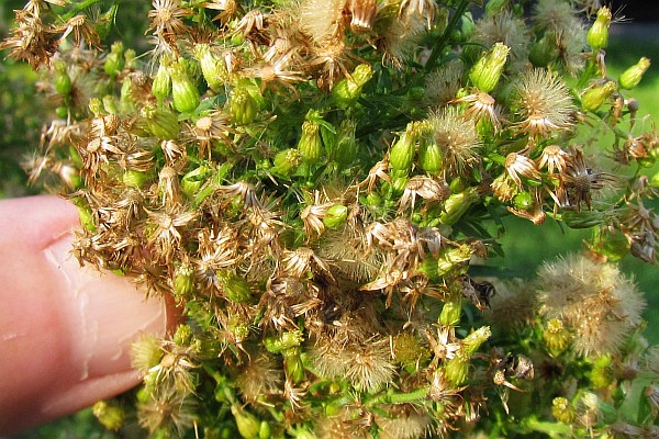 close up of Horseweed flowers with thumb for camparison