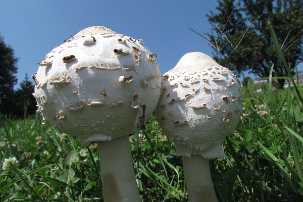 another view of the mushrooms above